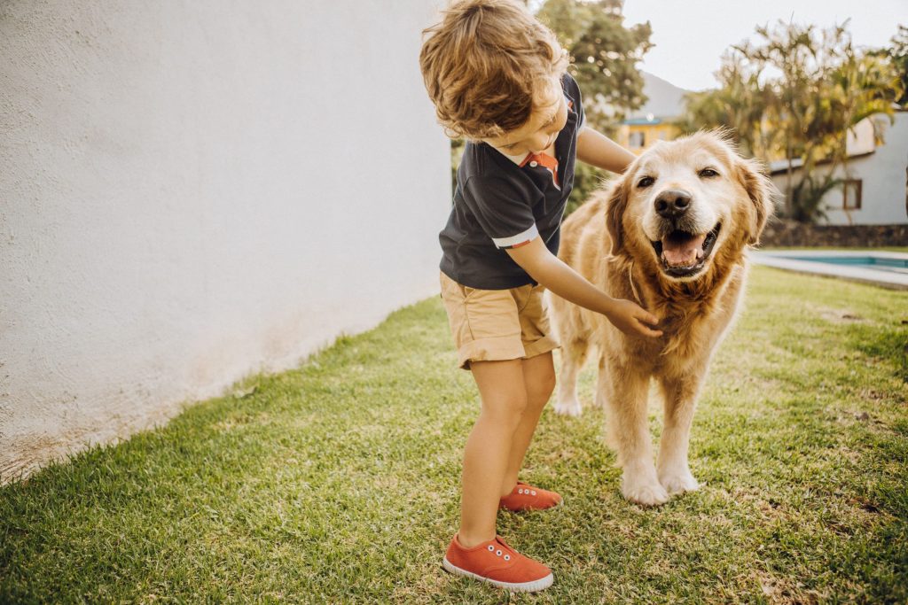 Pet Urine Damage Repair Services
